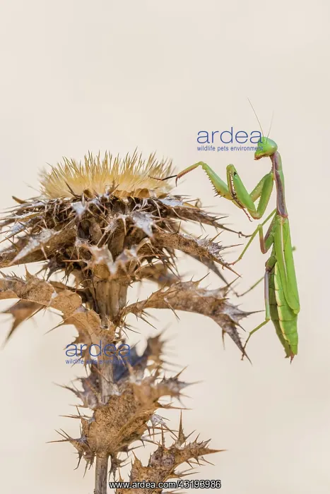 : Mediterranean praying mantis (Iris oratoria oratoria) : Mediterranean praying mantis (Iris oratoria oratoria)