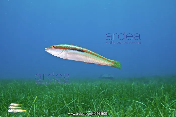 : Mediterranean Rainbow Wrasse : Mediterranean Rainbow Wrasse