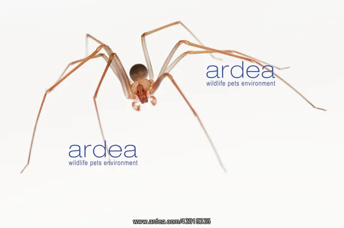 : Mediterranean Recluse Spider male on white background : Mediterranean Recluse Spider male on white background