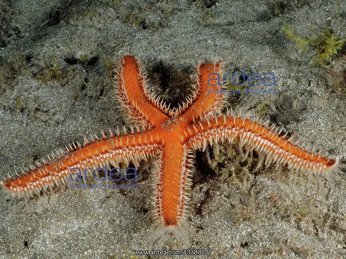  : Mediterranean red sea star (Echinaster sepositus)