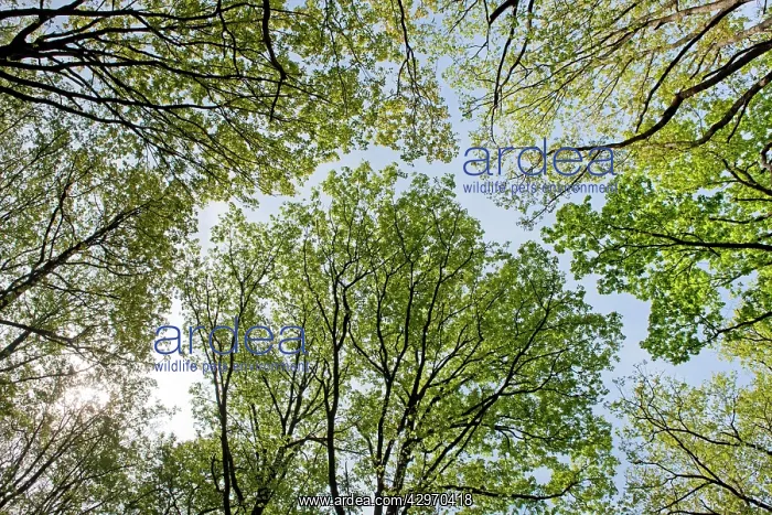 : Mediterranean Redbud - treetops in spring : Mediterranean Redbud - treetops in spring