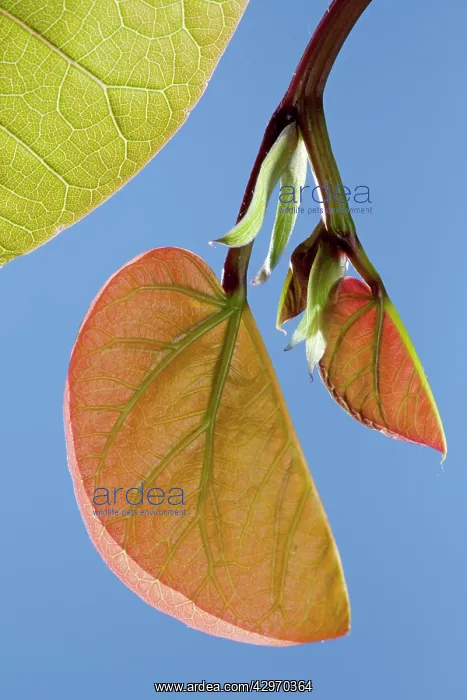 : Mediterranean Redbud - young leaves in spring : Mediterranean Redbud - young leaves in spring