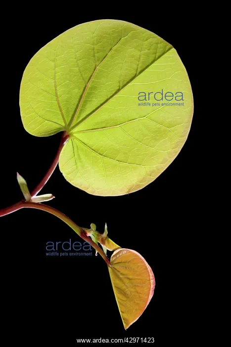 : Mediterranean Redbud - young leaves in spring : Mediterranean Redbud - young leaves in spring