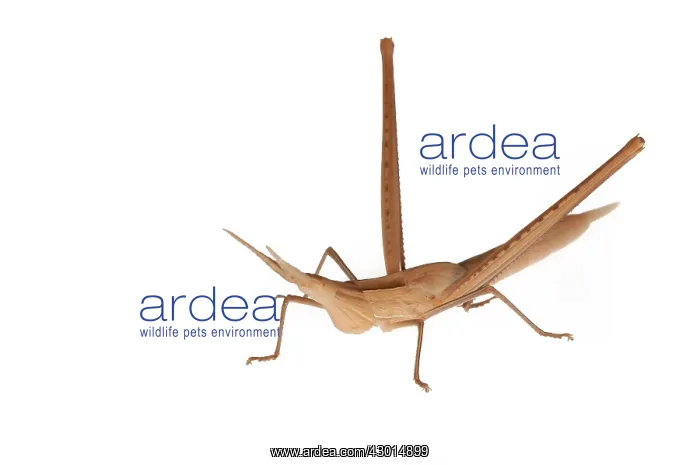  : Mediterranean Slant-faced Grasshopper