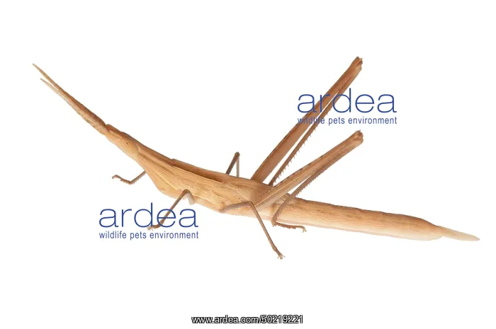 : Mediterranean Slant-faced grasshopper (Acrida ungarica mediterranea) on the white background, Zadar, Croatia : Mediterranean Slant-faced grasshopper (Acrida ungarica mediterranea) on the white background, Zadar, Croatia