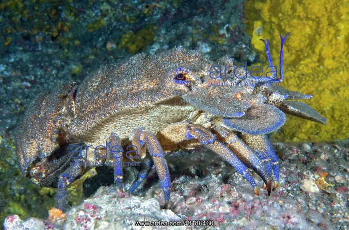 : Mediterranean slipper lobster (Scyllarides latus) : Mediterranean slipper lobster (Scyllarides latus)