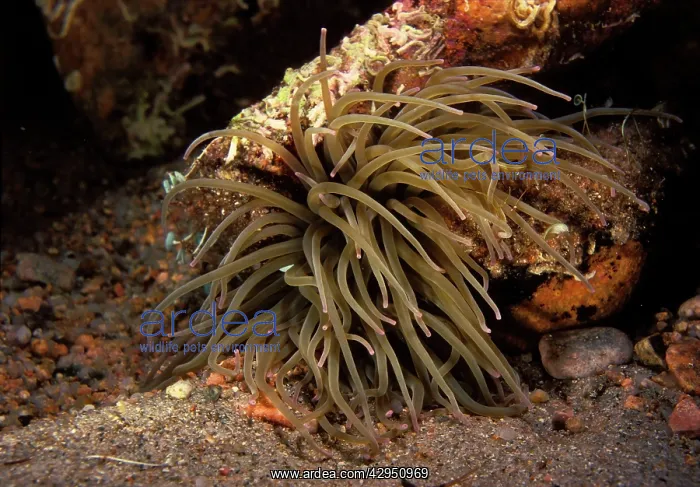 : Mediterranean Snakelocks Anemone : Mediterranean Snakelocks Anemone