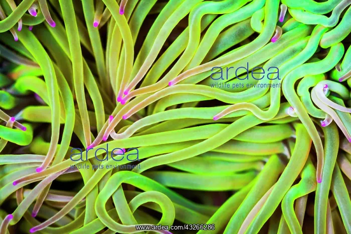 : Mediterranean snakelocks sea anemone (Anemonia sulcata) : Mediterranean snakelocks sea anemone (Anemonia sulcata)