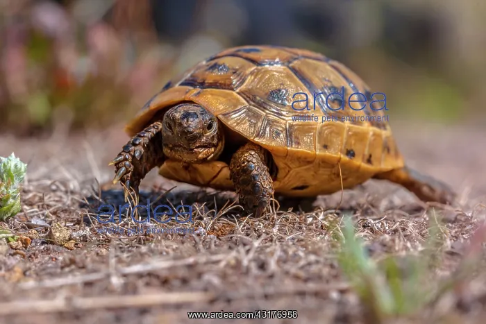 : Mediterranean Spur-thighed Tortoise : Mediterranean Spur-thighed Tortoise