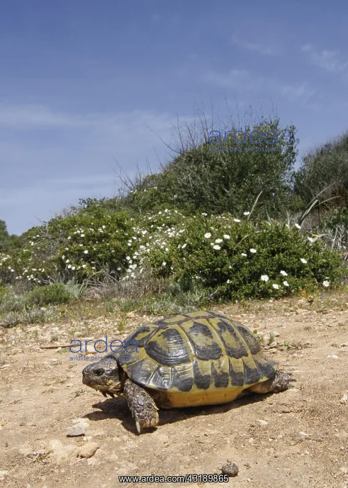 : Mediterranean Spur-thighet Tortoise (Testudo graeca : Mediterranean Spur-thighet Tortoise (Testudo graeca