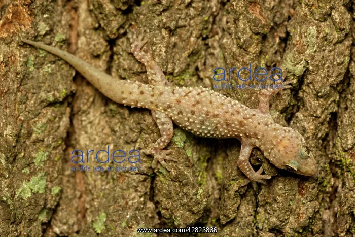 : Mediterrranean Gecko - showing regenerated tail : Mediterrranean Gecko - showing regenerated tail