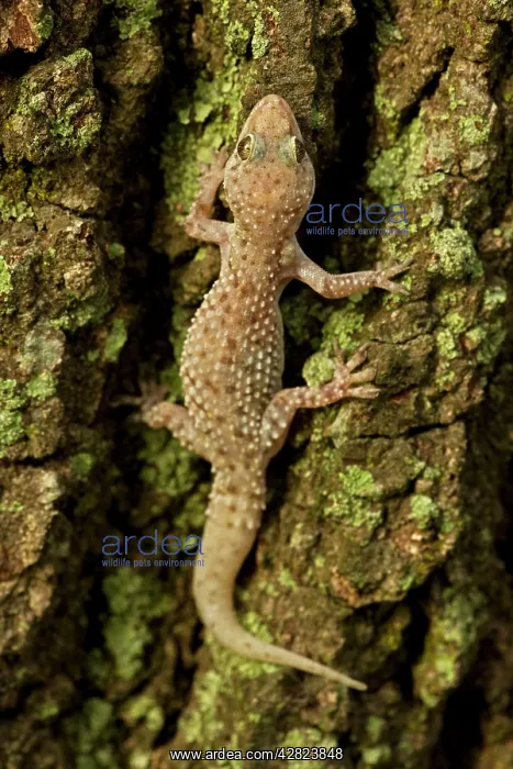 : Mediterrranean Gecko - showing regenerated tail : Mediterrranean Gecko - showing regenerated tail