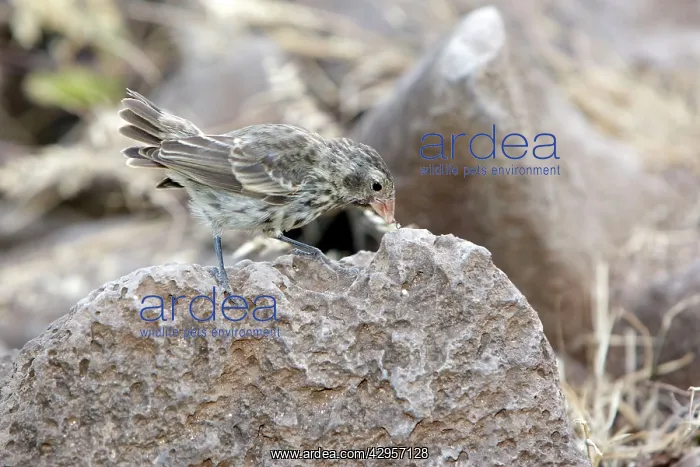 : Medium Ground-finch : Medium Ground-finch