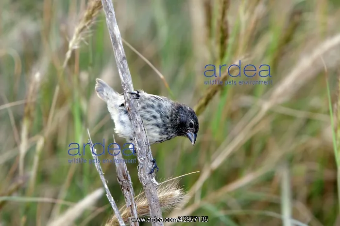 : Medium Ground-finch : Medium Ground-finch