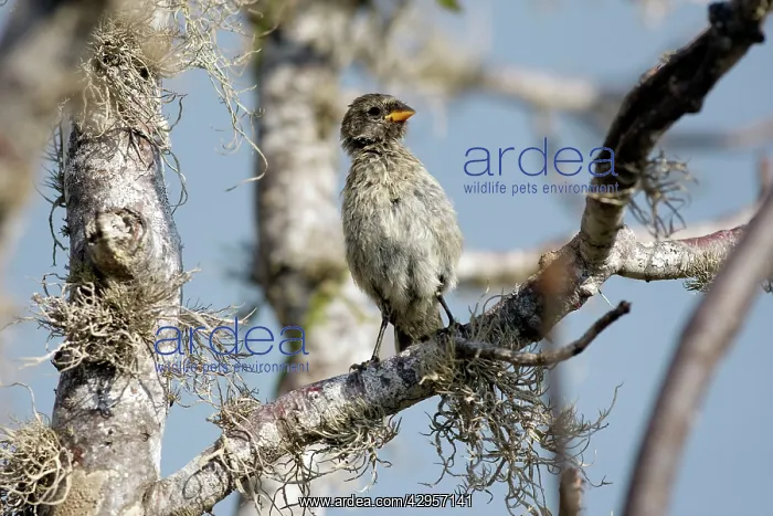 : Medium Ground-finch : Medium Ground-finch