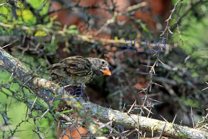  : Medium Ground Finch