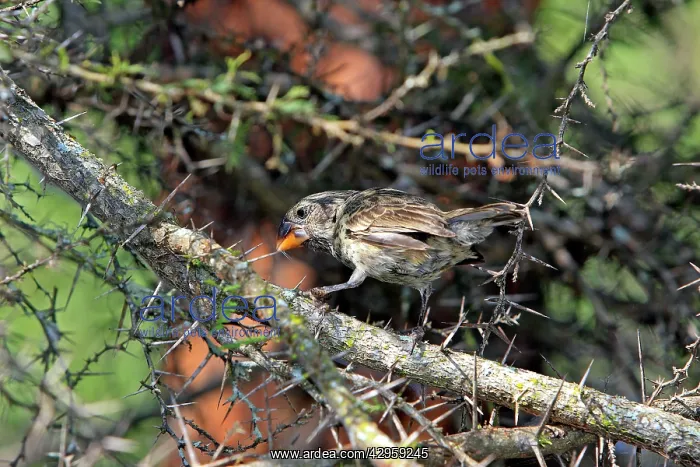 : Medium Ground Finch : Medium Ground Finch