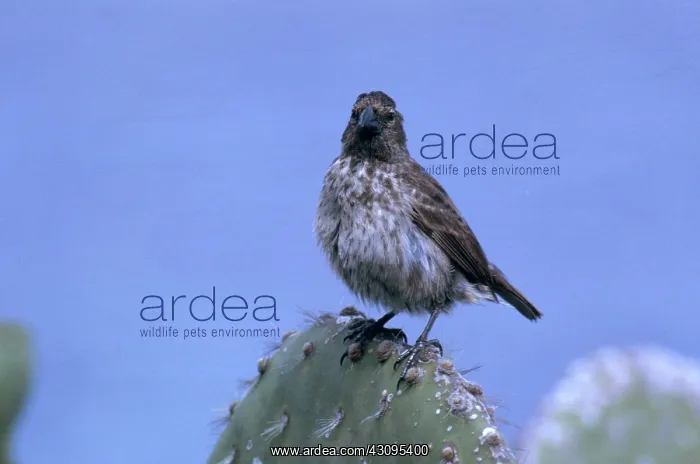 : Medium Ground Finch : Medium Ground Finch