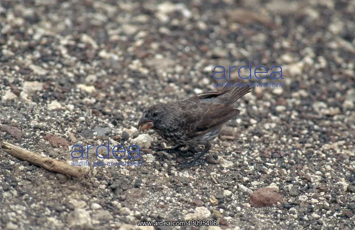 : Medium Ground Finch : Medium Ground Finch