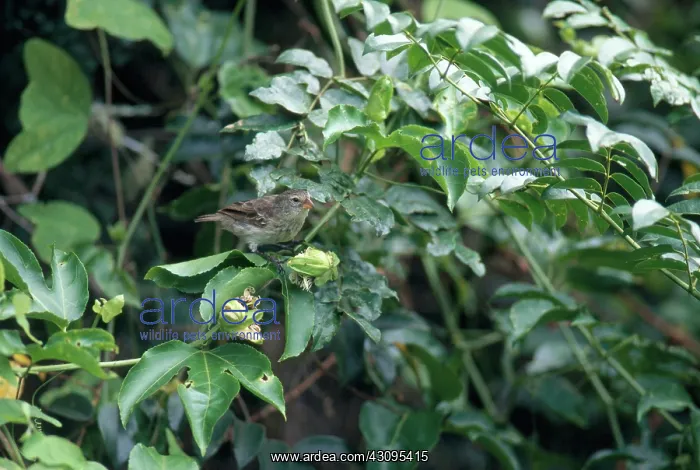 : Medium Ground Finch : Medium Ground Finch