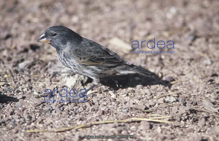 : Medium Ground Finch : Medium Ground Finch