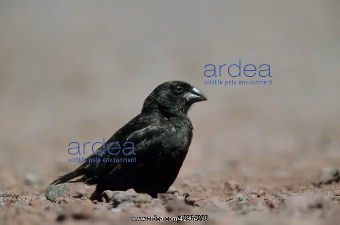: Medium Ground Finch - One of Darwin's Finches : Medium Ground Finch - One of Darwin's Finches