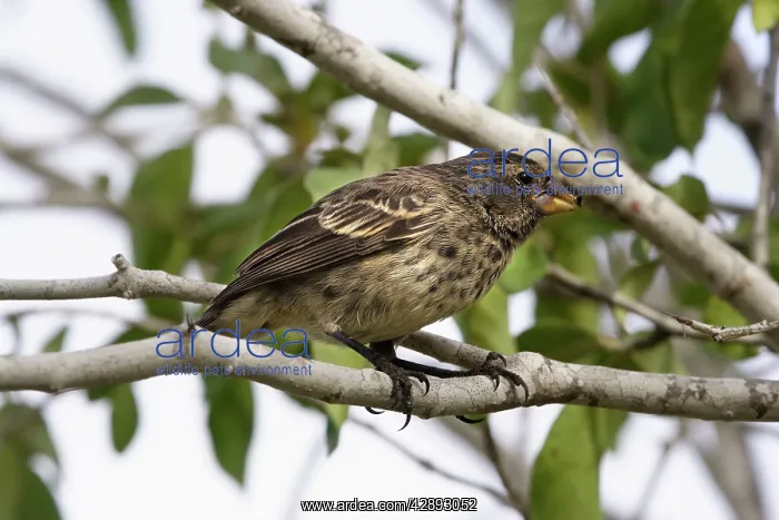 : Medium Ground Finch - Female : Medium Ground Finch - Female