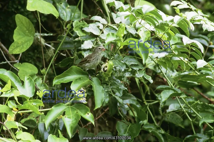 : Medium Ground Finch, Galapagos Islands : Medium Ground Finch, Galapagos Islands
