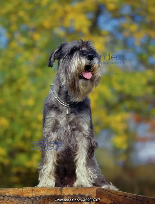 : Medium Schnauzer : Medium Schnauzer