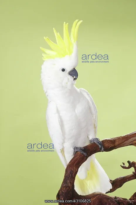 : Medium Sulphur-crested Cockatoo : Medium Sulphur-crested Cockatoo