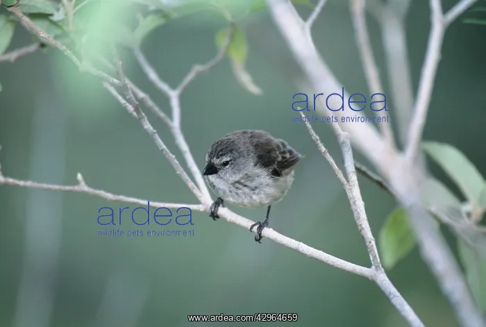 : Medium Tree Finch : Medium Tree Finch