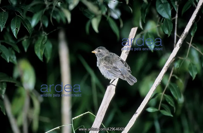 : Medium Tree Finch : Medium Tree Finch