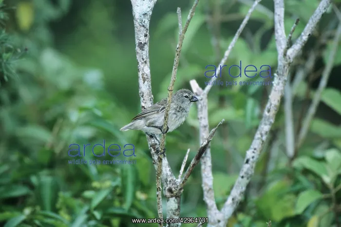 : Medium Tree Finch : Medium Tree Finch