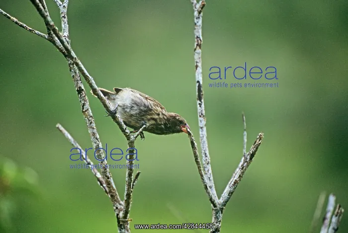 : Medium Tree Finch - male : Medium Tree Finch - male