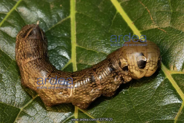 : Medium vine hawk moth caterpillar sitting curved : Medium vine hawk moth caterpillar sitting curved