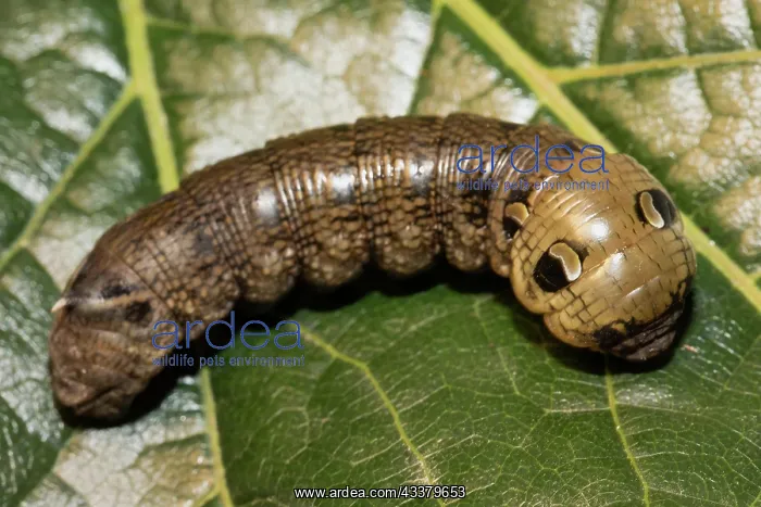 : Medium vine hawk moth caterpillar sitting curved : Medium vine hawk moth caterpillar sitting curved