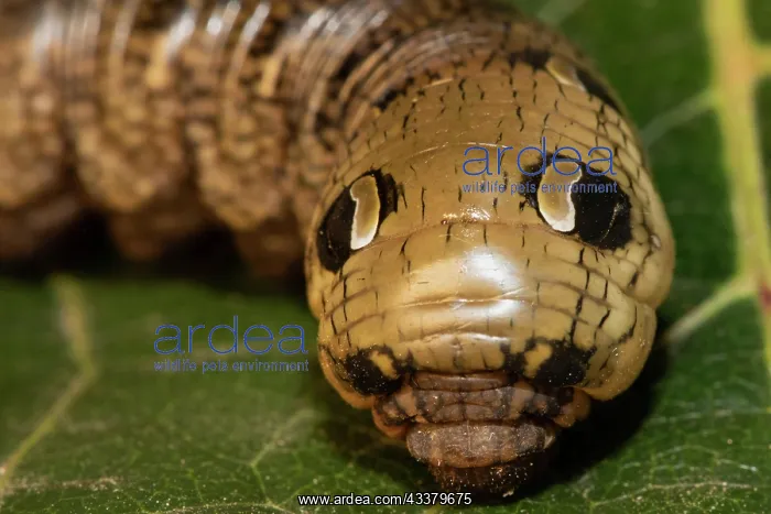 : Medium vine hawk moth caterpillar sitting on green : Medium vine hawk moth caterpillar sitting on green