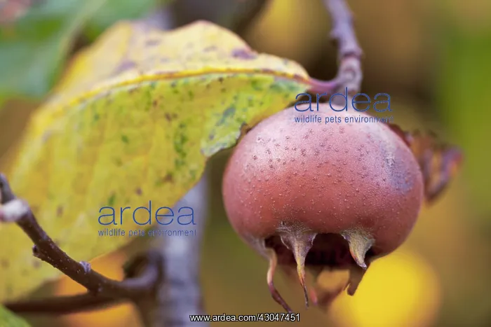 : Medlar, Mespilus germanica : Medlar, Mespilus germanica