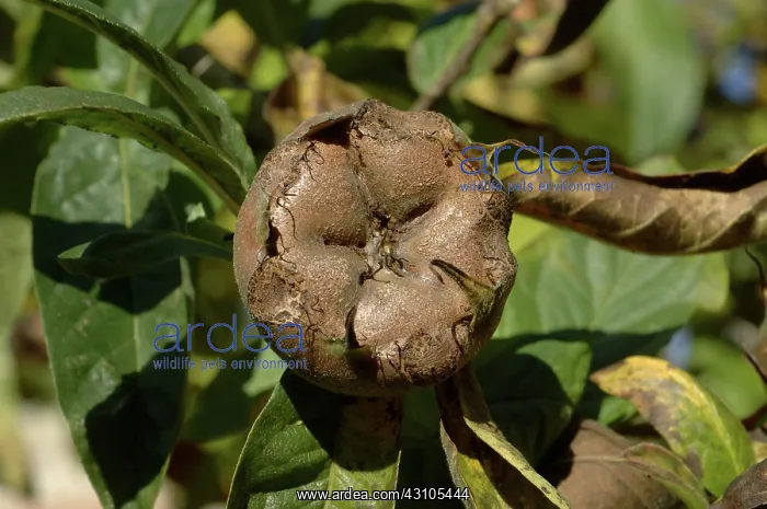 : Medlar (Mespilus germanica) mature fully ripe fruit on the tree. Devon, England : Medlar (Mespilus germanica) mature fully ripe fruit on the tree. Devon, England