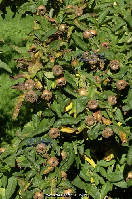 : Medlar (Mespilus germanica) mature fully ripe fruit on the tree. Devon, England : Medlar (Mespilus germanica) mature fully ripe fruit on the tree. Devon, England