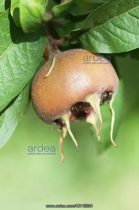 : Medlar, Mespilus germanica Westerveld, A single : Medlar, Mespilus germanica Westerveld, A single