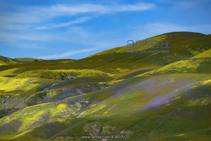 : Medley of brilliant wildflowers covers the California : Medley of brilliant wildflowers covers the California