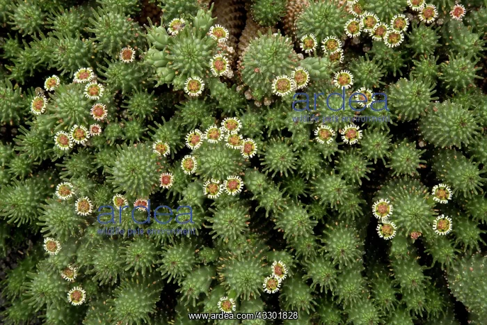 : Medusa's Head - Euphorbia caput-medusae : Medusa's Head - Euphorbia caput-medusae