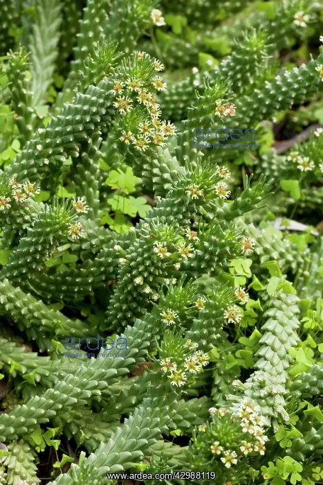  : Medusa's Head Spurge. near Cape Town, South Africa