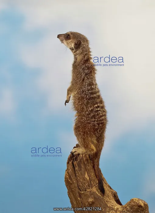 : Meercat - adult on look out stump : Meercat - adult on look out stump