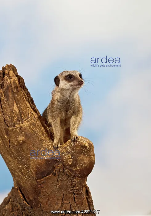 : Meercat - adult on look out stump : Meercat - adult on look out stump