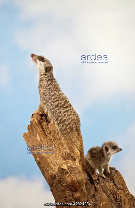 : Meercat - youngster and adult on look out stump : Meercat - youngster and adult on look out stump