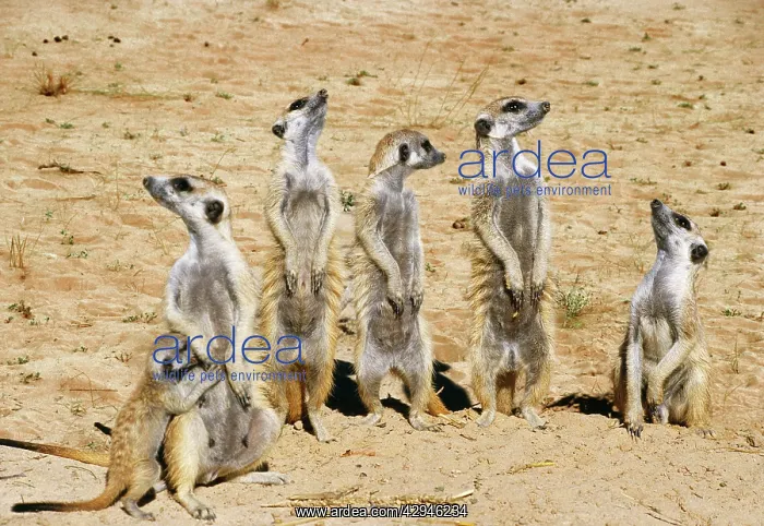 : Meercats / Suricates - on look out all looking : Meercats / Suricates - on look out all looking