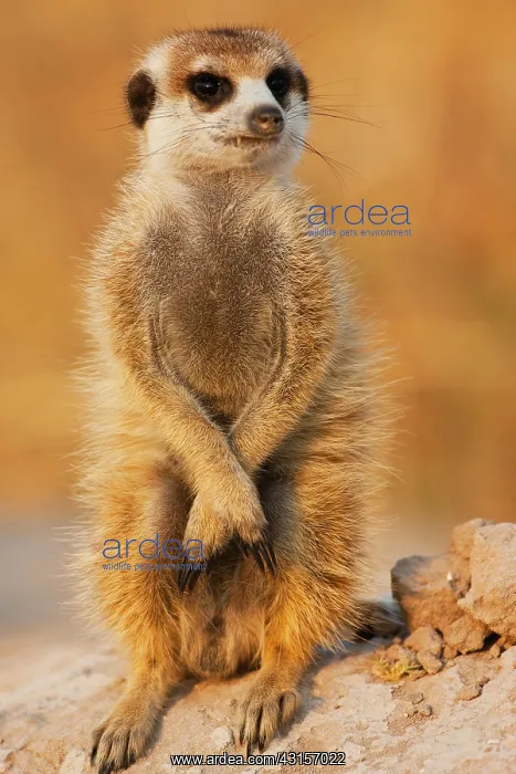: Meerkat. A meerkat (Suricata suricatta) looking out for predators in the early morning : Meerkat. A meerkat (Suricata suricatta) looking out for predators in the early morning