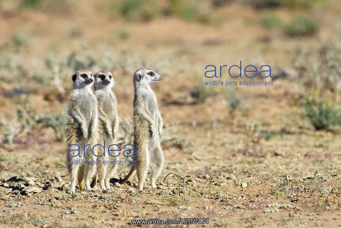 : Meerkats (Suricata suricatta) scanning their environment : Meerkats (Suricata suricatta) scanning their environment